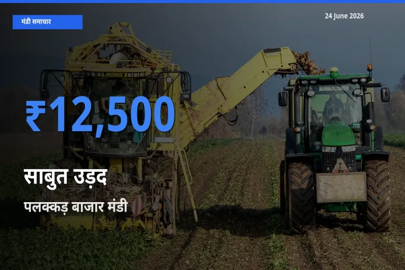 आज साबुत उड़द के सबसे ज़्यादा दाम पलक्कड़ बाजार मंडी में दर्ज
