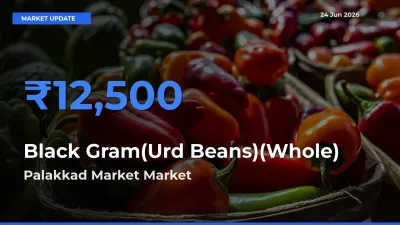 Palakkad Market Records Highest ₹12,500 Rate for Black Gram(Urd Beans)(Whole)