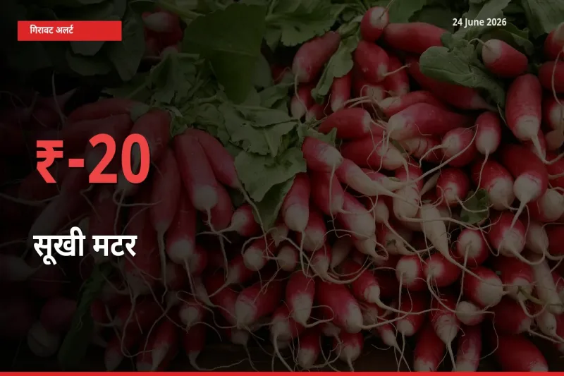 अचानक झटका! मंडी में सूखी मटर के दाम 20.22% टूटे