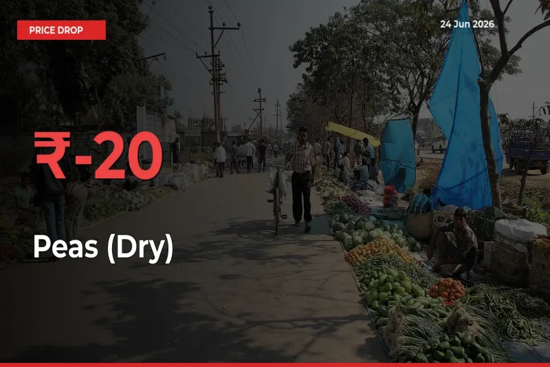 Peas (Dry) Prices Drop 20.22% – June 24 Market Update from Mandis