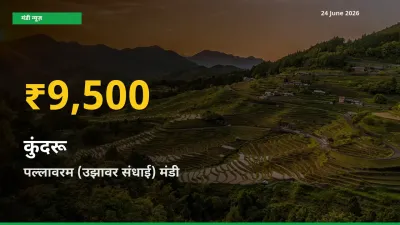 पल्लावरम (उझावर संधाई) में कुंदरू ₹9,500 पर पहुँचा – अब तक का उच्चतम भाव