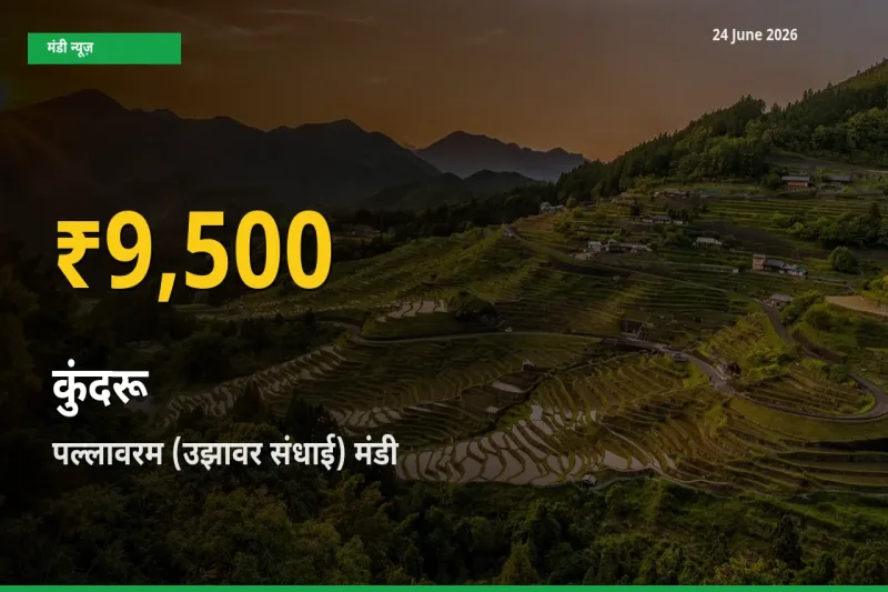 पल्लावरम (उझावर संधाई) में कुंदरू ₹9,500 पर पहुँचा – अब तक का उच्चतम भाव