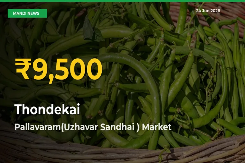 Big Jump in Thondekai Prices! Pallavaram(Uzhavar Sandhai ) Records New Peak Today