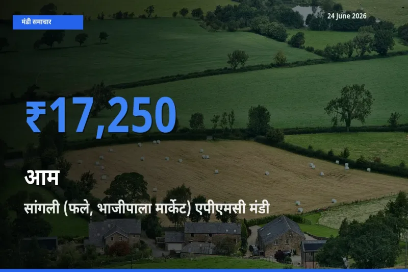 आज आम के सबसे ऊँचे दाम ₹17,250 सांगली (फले, भाजीपाला मार्केट) एपीएमसी मंडी में