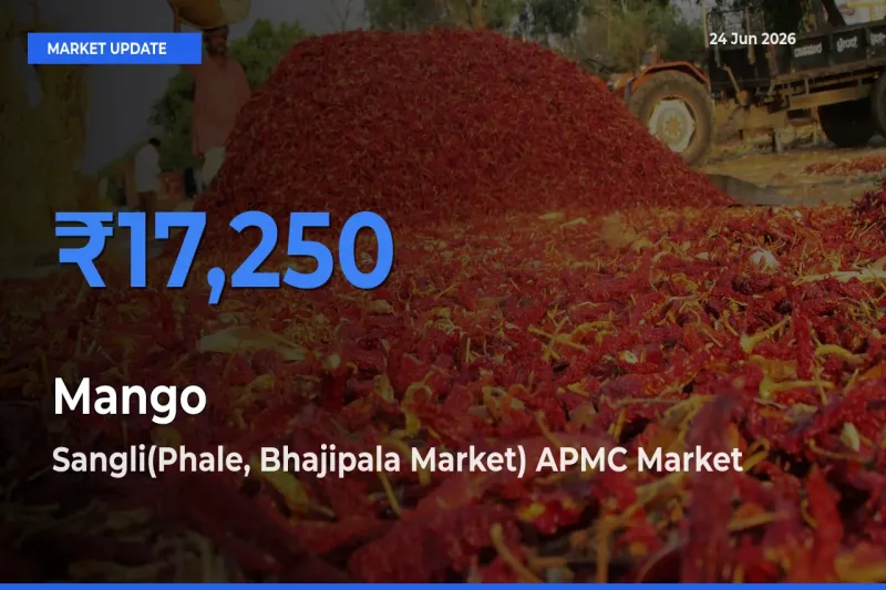 Market Watch: Sangli(Phale, Bhajipala Market) APMC Becomes Top Mandi for Mango