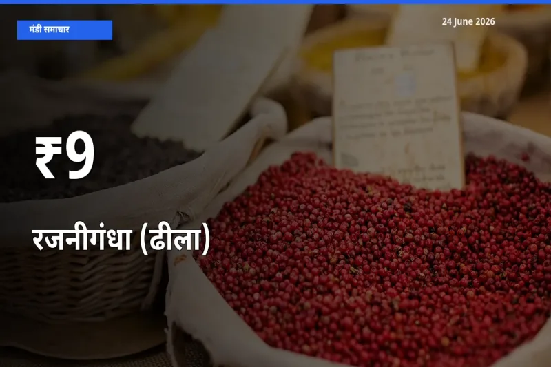 रजनीगंधा (ढीला) के दाम 9+ मंडियों में बदले, बाज़ार का रुझान स्पष्ट