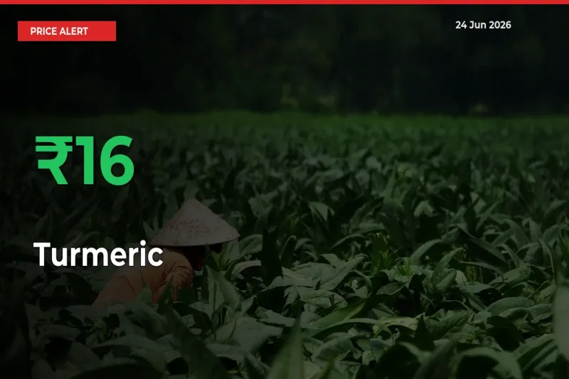 Sharp Jump! Turmeric Prices Climb 16.34% in 24 Hours at Key Mandis