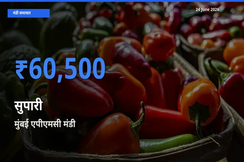 आज सुपारी के सबसे ऊँचे दाम ₹60,500 मुंबई एपीएमसी मंडी में