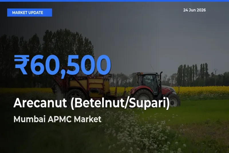 Mumbai APMC Tops Arecanut (Betelnut/Supari) Rates – June 24 Market Update