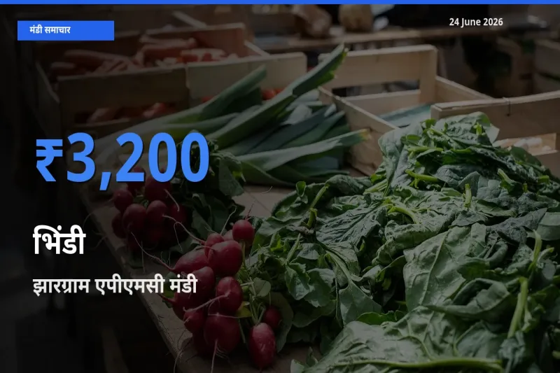 झारग्राम एपीएमसी में भिंडी का आज सबसे ऊँचा भाव