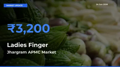 Market Watch: Jhargram APMC Becomes Top Mandi for Ladies Finger