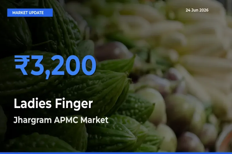 Market Watch: Jhargram APMC Becomes Top Mandi for Ladies Finger