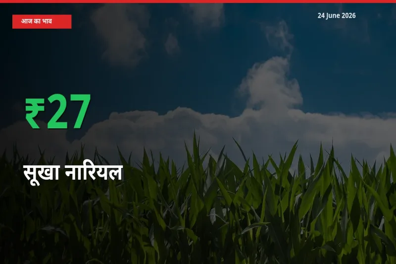 सूखा नारियल के दाम प्रमुख मंडी में 26.59% बढ़े, 24 घंटे में बड़ा बदलाव