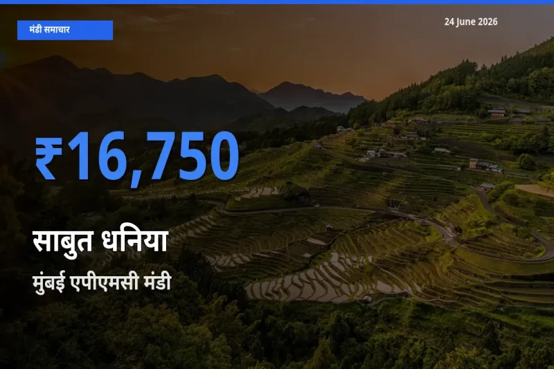 किसानों की पसंद बना मुंबई एपीएमसी, साबुत धनिया के सबसे अच्छे दाम
