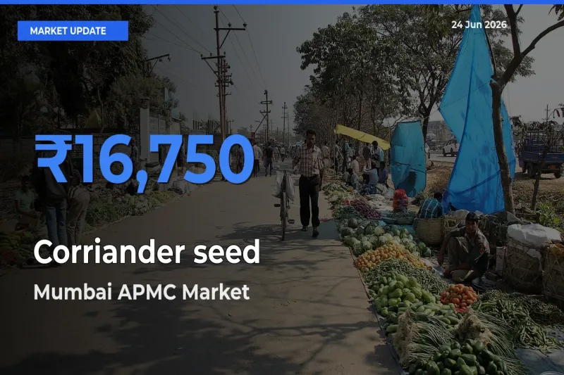 Corriander seed Mandi Rate Today: Mumbai APMC Tops the List