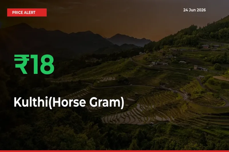 Kulthi(Horse Gram) Mandi Rate Today: Prices Jump 17.86% at Market