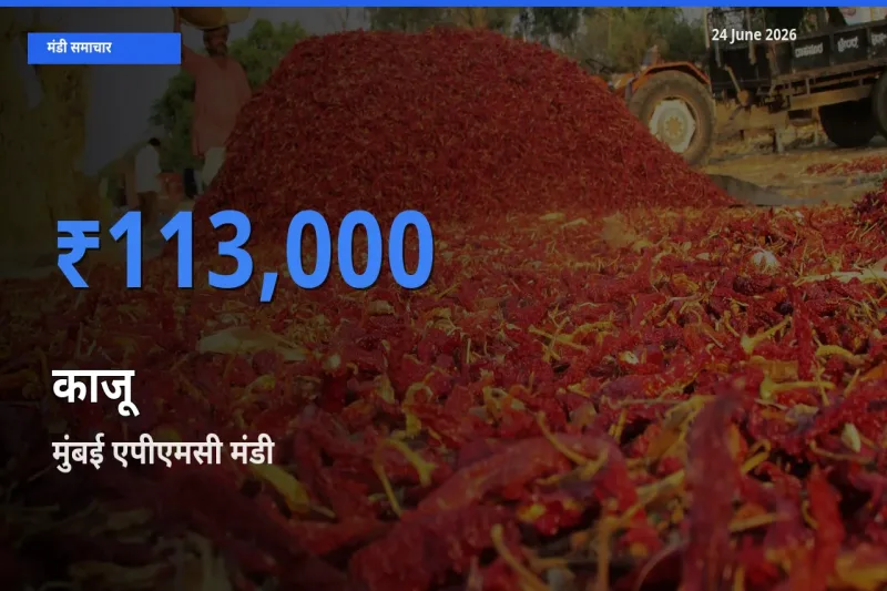 मुंबई एपीएमसी मंडी में काजू ₹113,000 पर पहुँचा – आज का सर्वोच्च भाव