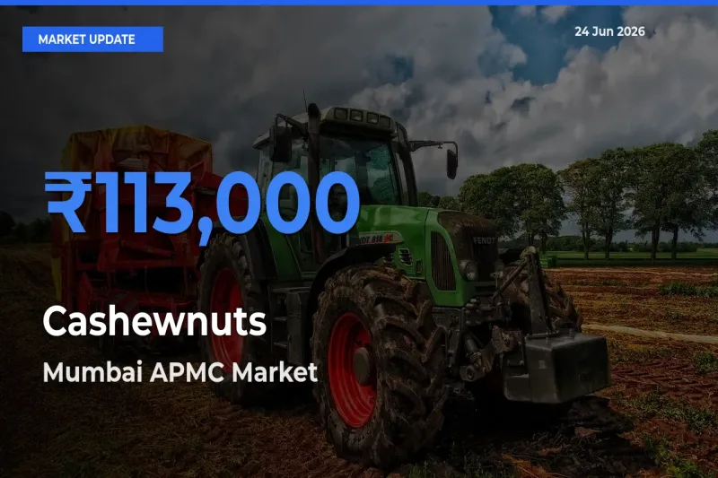 Mumbai APMC Tops Cashewnuts Rates – June 24 Market Update