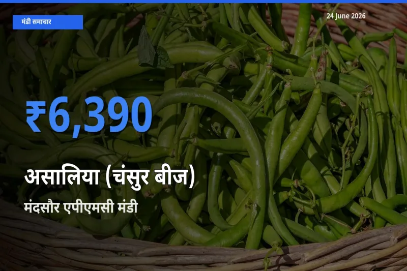 टॉप मंडी बना मंदसौर एपीएमसी! असालिया (चंसुर बीज) के सबसे ऊँचे दाम यहीं दर्ज
