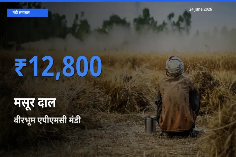बाज़ार संकेत: बीरभूम एपीएमसी बना मसूर दाल के लिए आज की टॉप मंडी