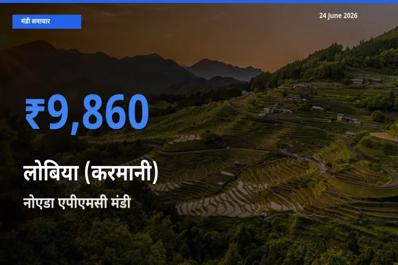 आज लोबिया (करमानी) के सबसे ज़्यादा दाम नोएडा एपीएमसी मंडी में दर्ज
