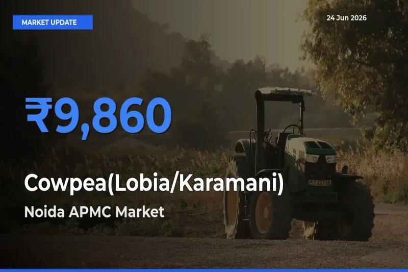 Noida APMC Tops Cowpea(Lobia/Karamani) Rates – June 24 Market Update