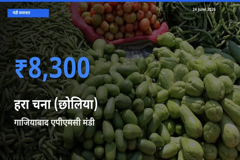 आज हरा चना (छोलिया) के सबसे ज़्यादा दाम गाजियाबाद एपीएमसी मंडी में दर्ज