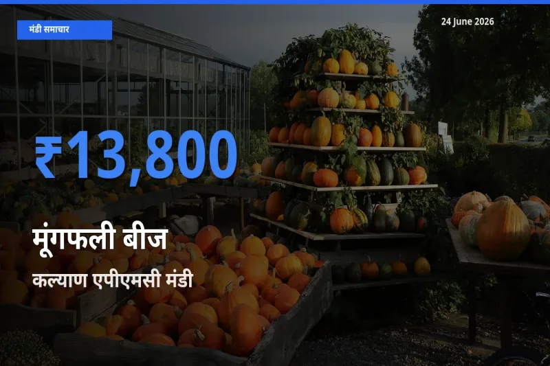 आज का मंडी भाव: मूंगफली बीज के सबसे ज़्यादा दाम कल्याण एपीएमसी में