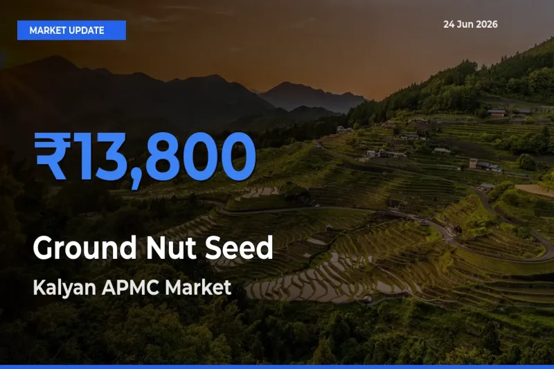 Kalyan APMC Leads as Top Mandi for Ground Nut Seed Prices