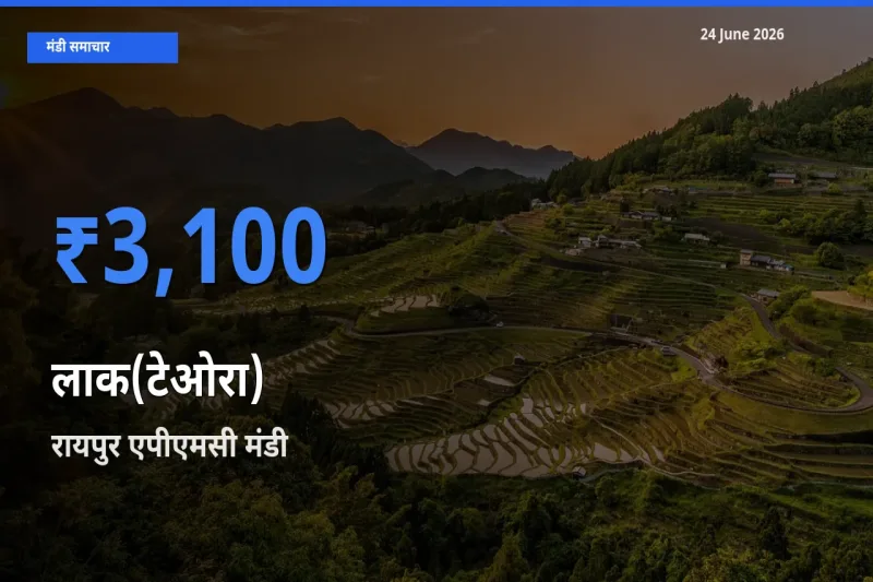 रायपुर एपीएमसी में लाक(टेओरा) का आज सबसे ऊँचा भाव