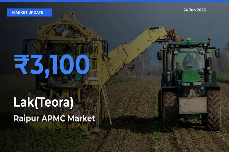 Raipur APMC Records Highest ₹3,100 Rate for Lak(Teora)