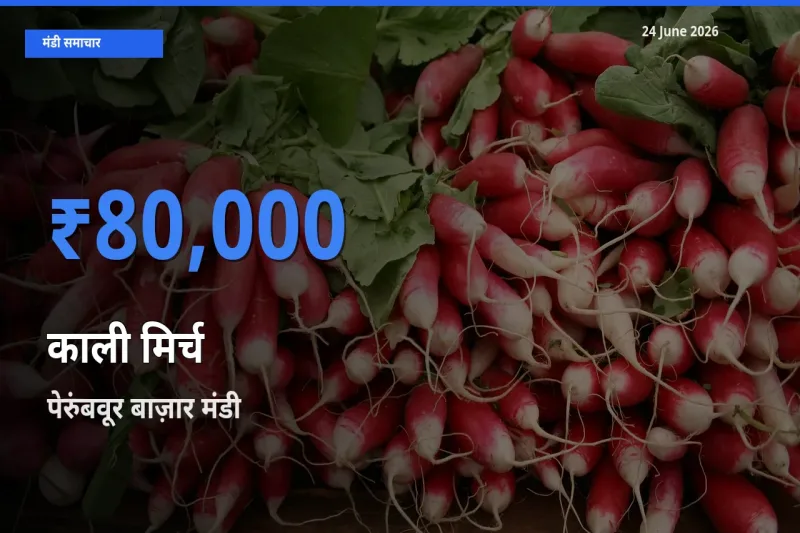 बाज़ार संकेत: पेरुंबवूर बाज़ार बना काली मिर्च के लिए आज की टॉप मंडी
