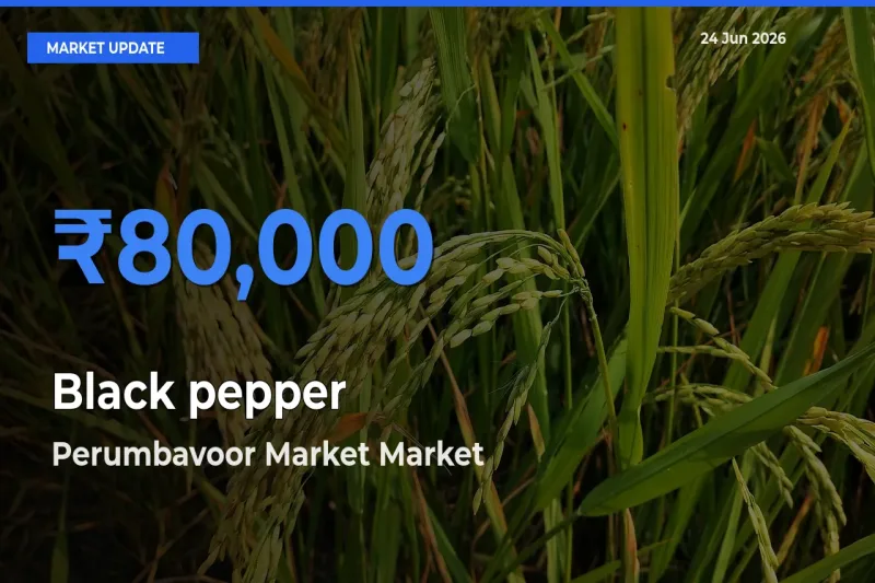 Top Performer! Perumbavoor Market Offers Best Black pepper Price Today