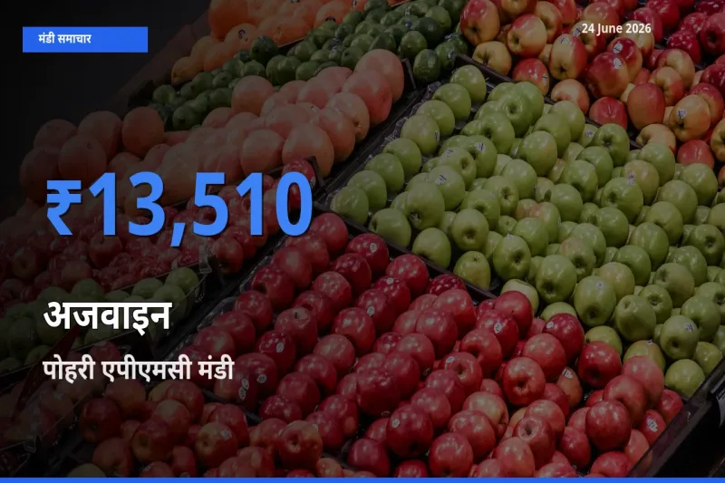 आज का मंडी भाव: अजवाइन के सबसे ज़्यादा दाम पोहरी एपीएमसी में