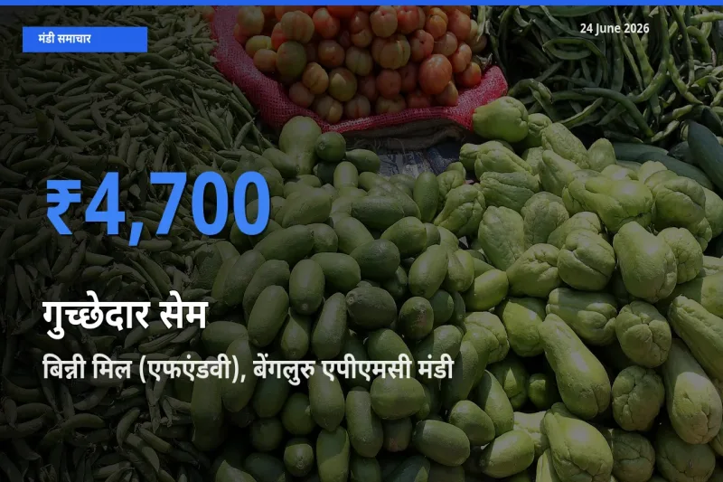बिन्नी मिल (एफएंडवी), बेंगलुरु एपीएमसी में गुच्छेदार सेम का आज सबसे ऊँचा भाव