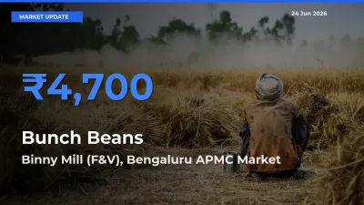 Binny Mill (F&V), Bengaluru APMC Records Highest ₹4,700 Rate for Bunch Beans