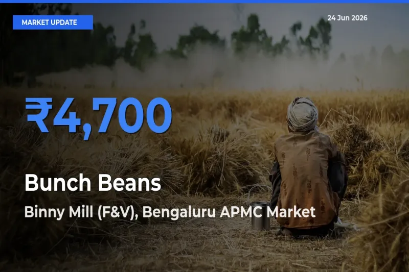 Binny Mill (F&V), Bengaluru APMC Records Highest ₹4,700 Rate for Bunch Beans