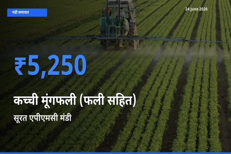 सूरत एपीएमसी मंडी में कच्ची मूंगफली (फली सहित) ₹5,250 पर पहुँचा – आज का सर्वोच्च भाव