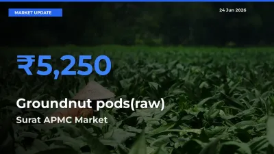 Market Watch: Surat APMC Becomes Top Mandi for Groundnut pods(raw)