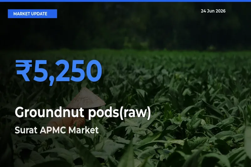 Market Watch: Surat APMC Becomes Top Mandi for Groundnut pods(raw)