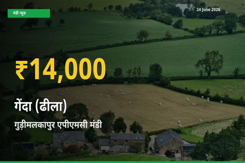 रिकॉर्ड तेज़ी! गुड़ीमलकापुर एपीएमसी में गेंदा (ढीला) ₹14,000 पर पहुँचा