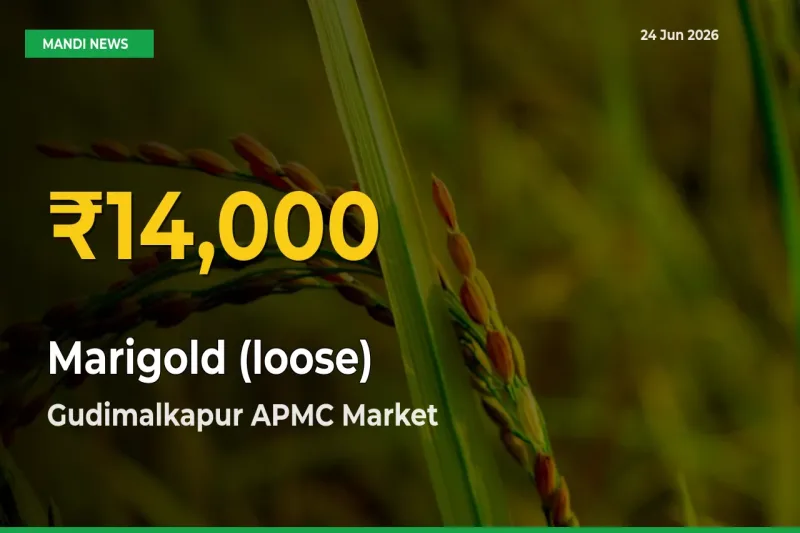 Marigold (loose) Mandi Rate Surges Today in Gudimalkapur APMC – Highest Level in 30 Days