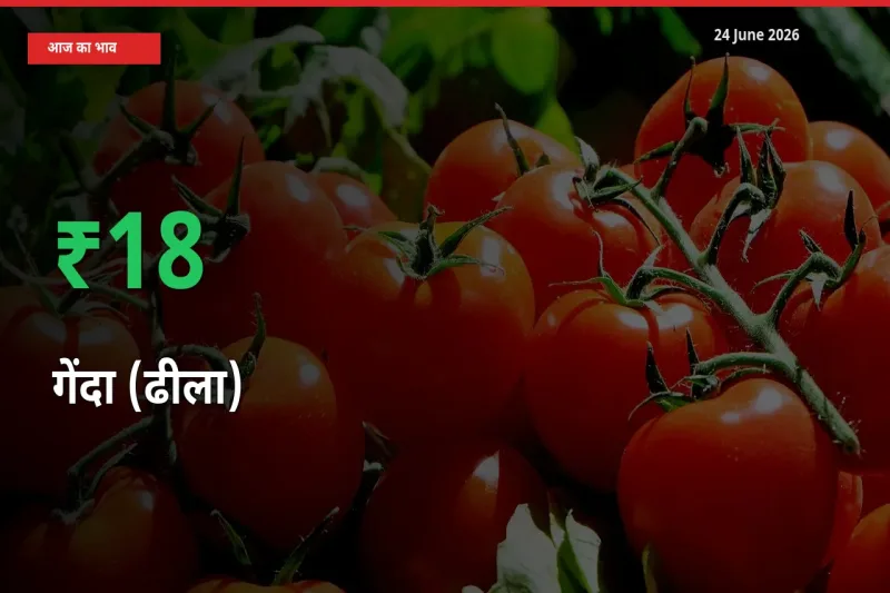 24 June अपडेट: गेंदा (ढीला) के दाम मंडी में 17.86% उछले