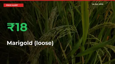 Farmers Cheer as Marigold (loose) Prices Surge 17.86% in Local Mandis