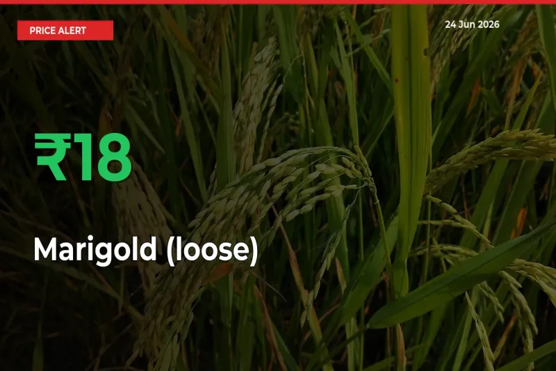 Farmers Cheer as Marigold (loose) Prices Surge 17.86% in Local Mandis