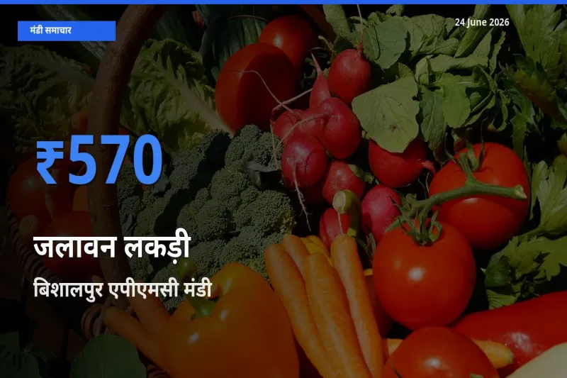 टॉप मंडी बना बिशालपुर एपीएमसी! जलावन लकड़ी के सबसे ऊँचे दाम यहीं दर्ज