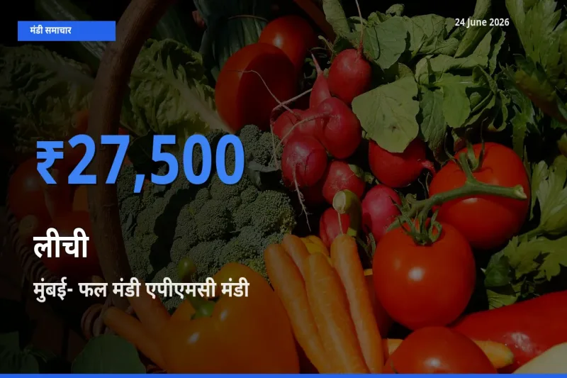 आज लीची के सबसे ऊँचे दाम ₹27,500 मुंबई- फल मंडी एपीएमसी मंडी में