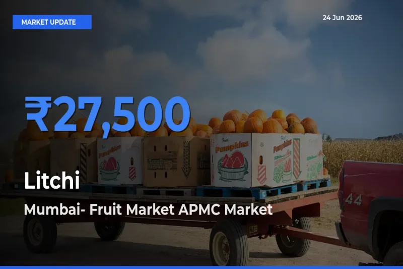 Mumbai- Fruit Market APMC Leads as Top Mandi for Litchi Prices