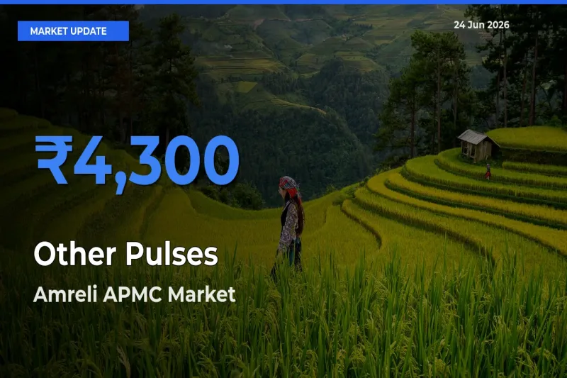 Amreli APMC Offers ₹4,300 – Highest Other Pulses Rate Today