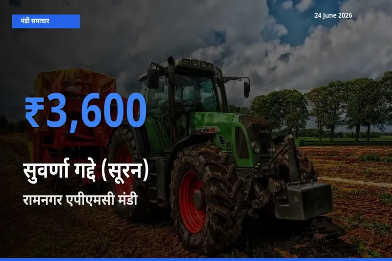 टॉप मंडी बना रामनगर एपीएमसी! सुवर्णा गद्दे (सूरन) के सबसे ऊँचे दाम यहीं दर्ज